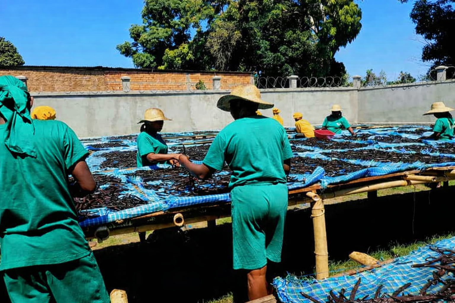 Séchage de la vanille à Ambanja 